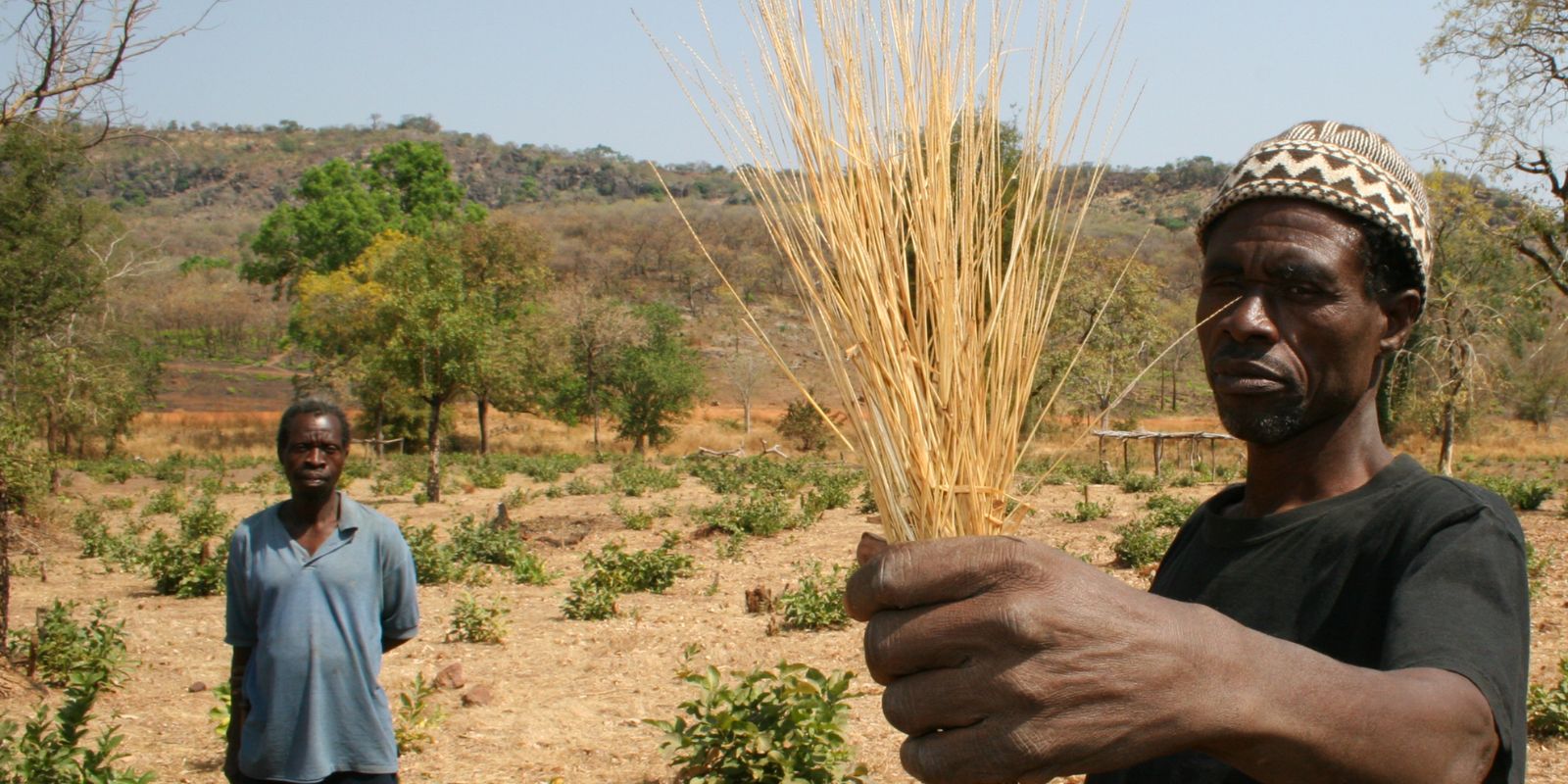 Cerel Fonio – Fonio (2) Cerel Fonio - Fonio (2)