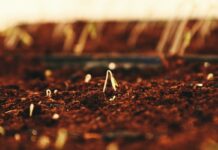 Guía Completa sobre como Cultivar Fonio: El Cereal Superfood de África cómo cultivar Fonio