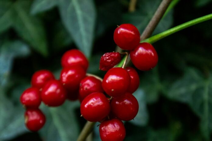 Superalimentos tóxicos